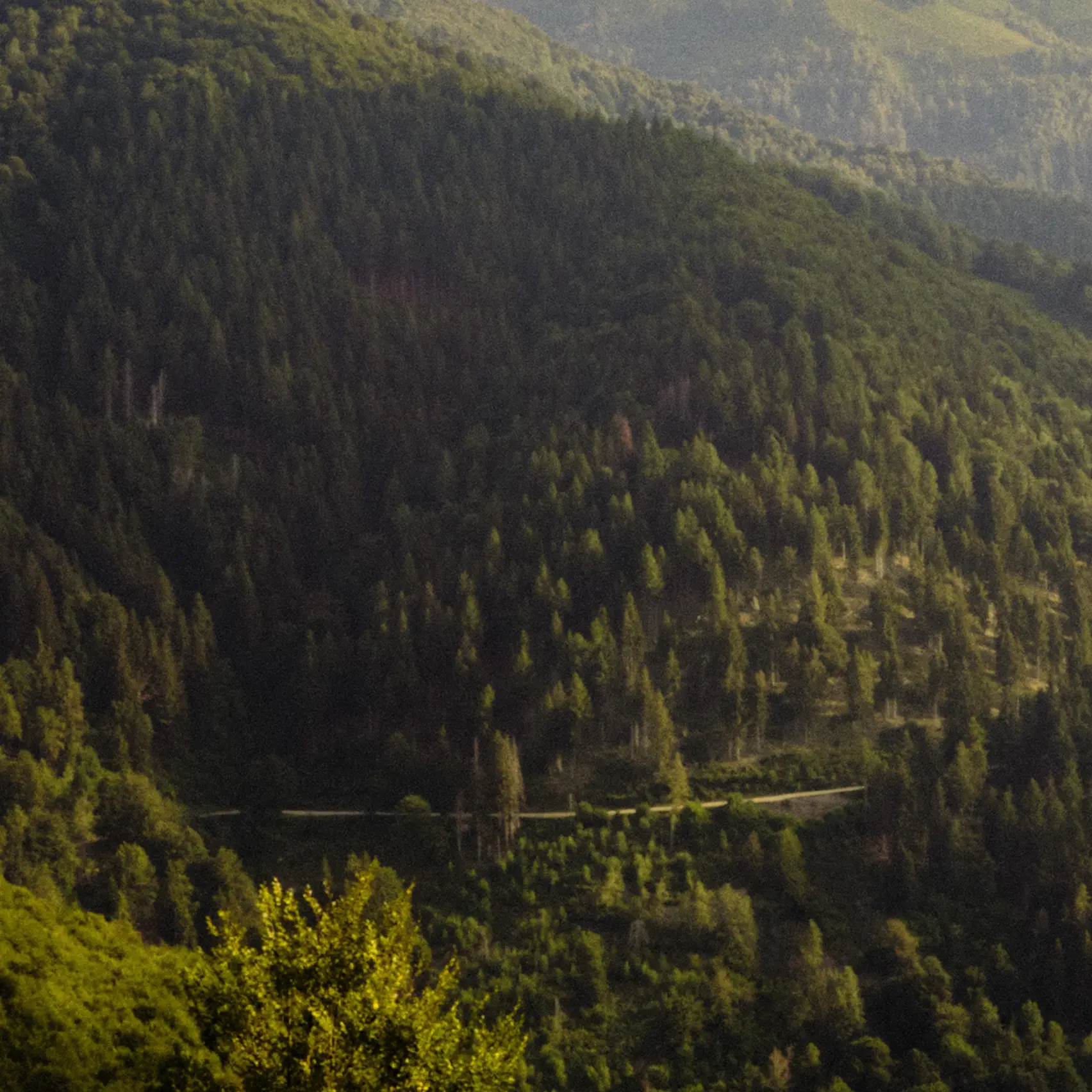 Landscape with green hills of Oasi Zegna in the Biellese Alps in Piedmont.