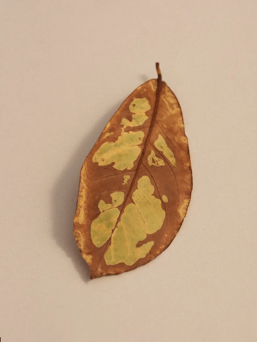 Foglia autunnale marrone con naturali sfumature verdi proveniente da Oasi Zegna.