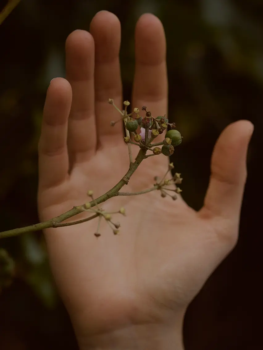 Una mano che sorregge delicatamente una foglia del bosco di Oasi Zegna.
