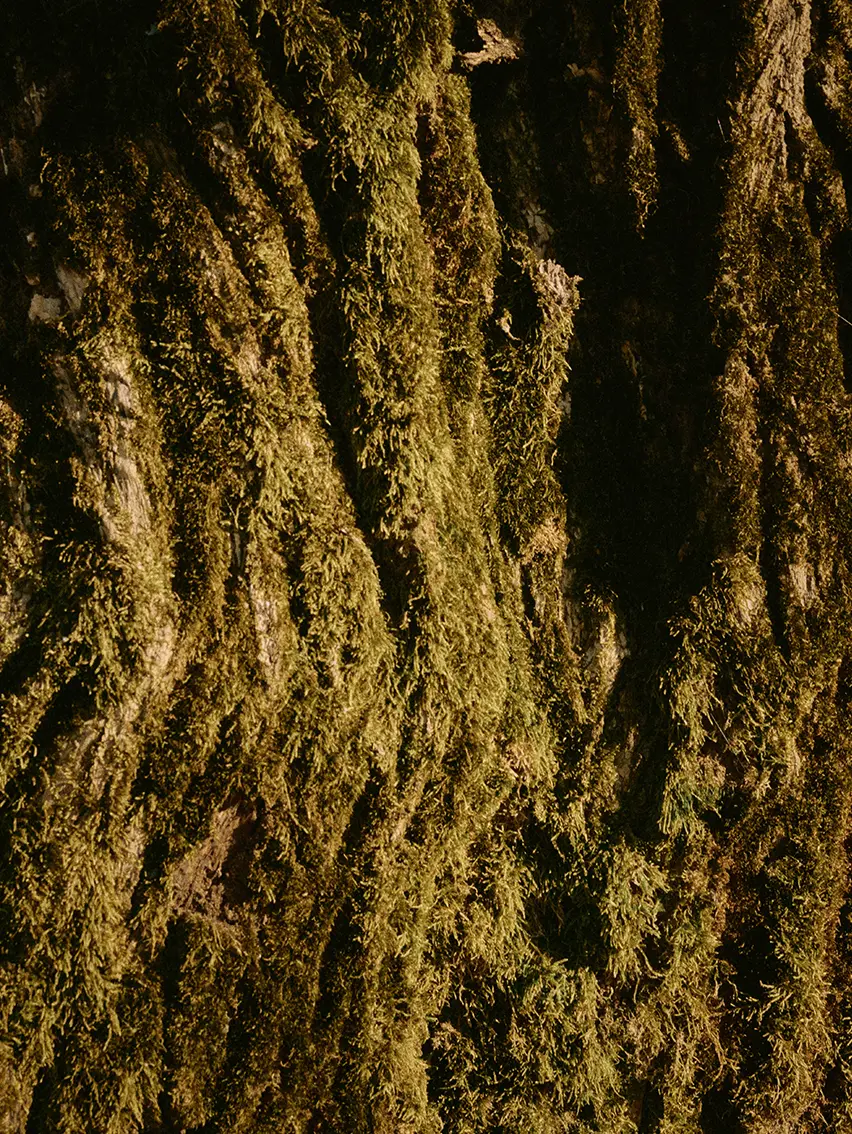 Primo piano del muschio che cresce sulla corteccia degli alberi nei boschi di Oasi Zegna.