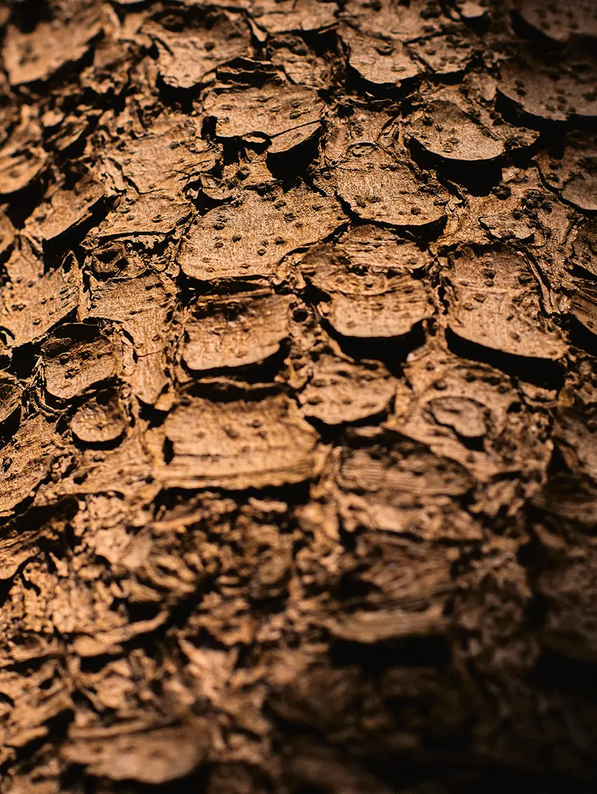 Dettaglio della texture stratificata della corteccia degli alberi nei boschi di Oasi Zegna.