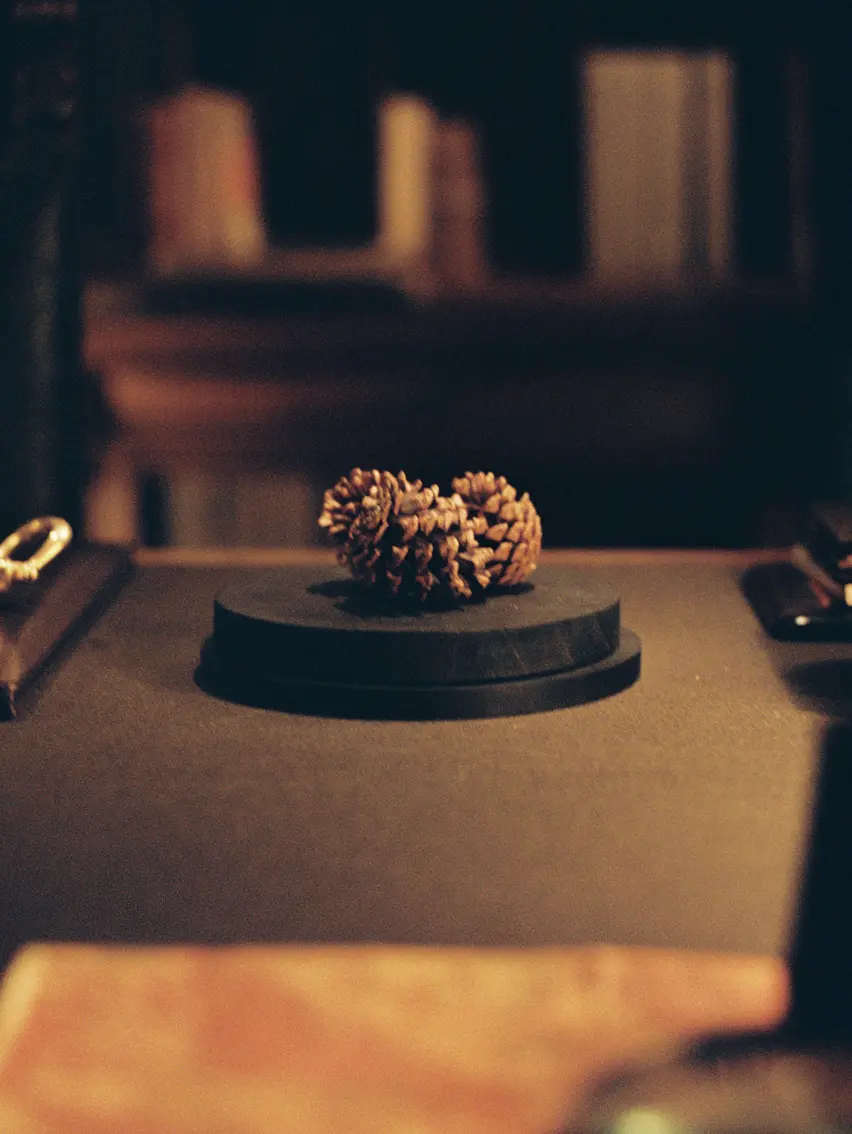 Close-up of natural elements evoking a woodland atmosphere.