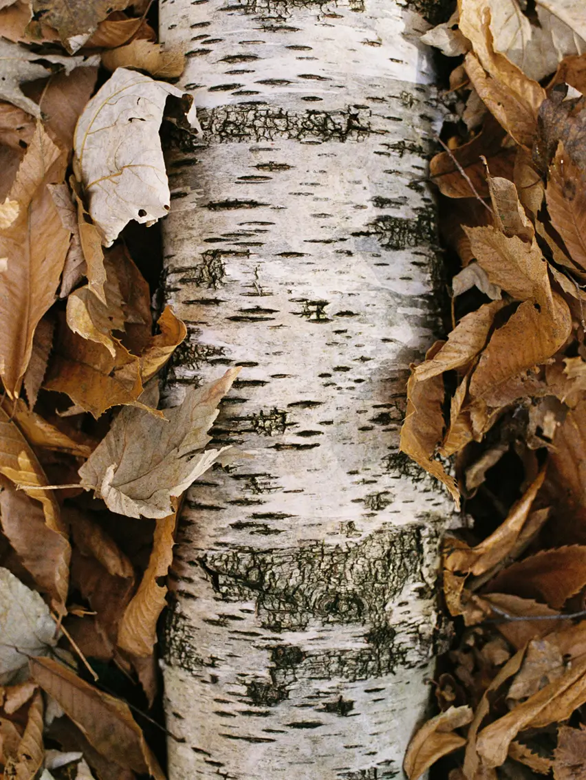 Close-up of natural elements evoking a woodland atmosphere.