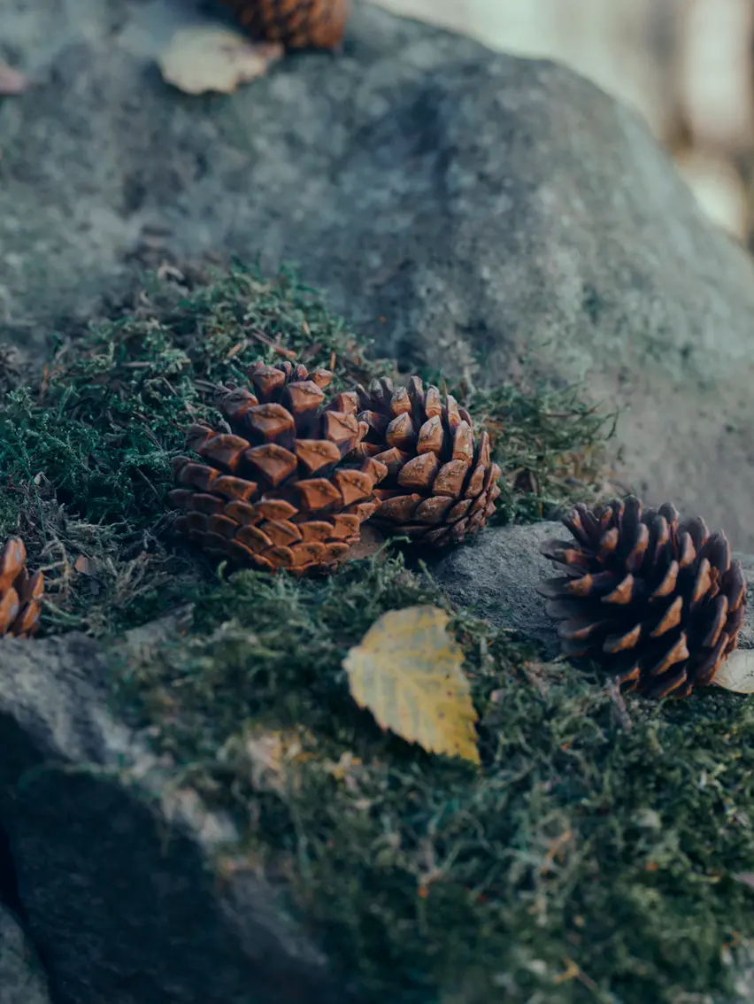 Pinecones resting on moss-covered rocks in a forest setting.