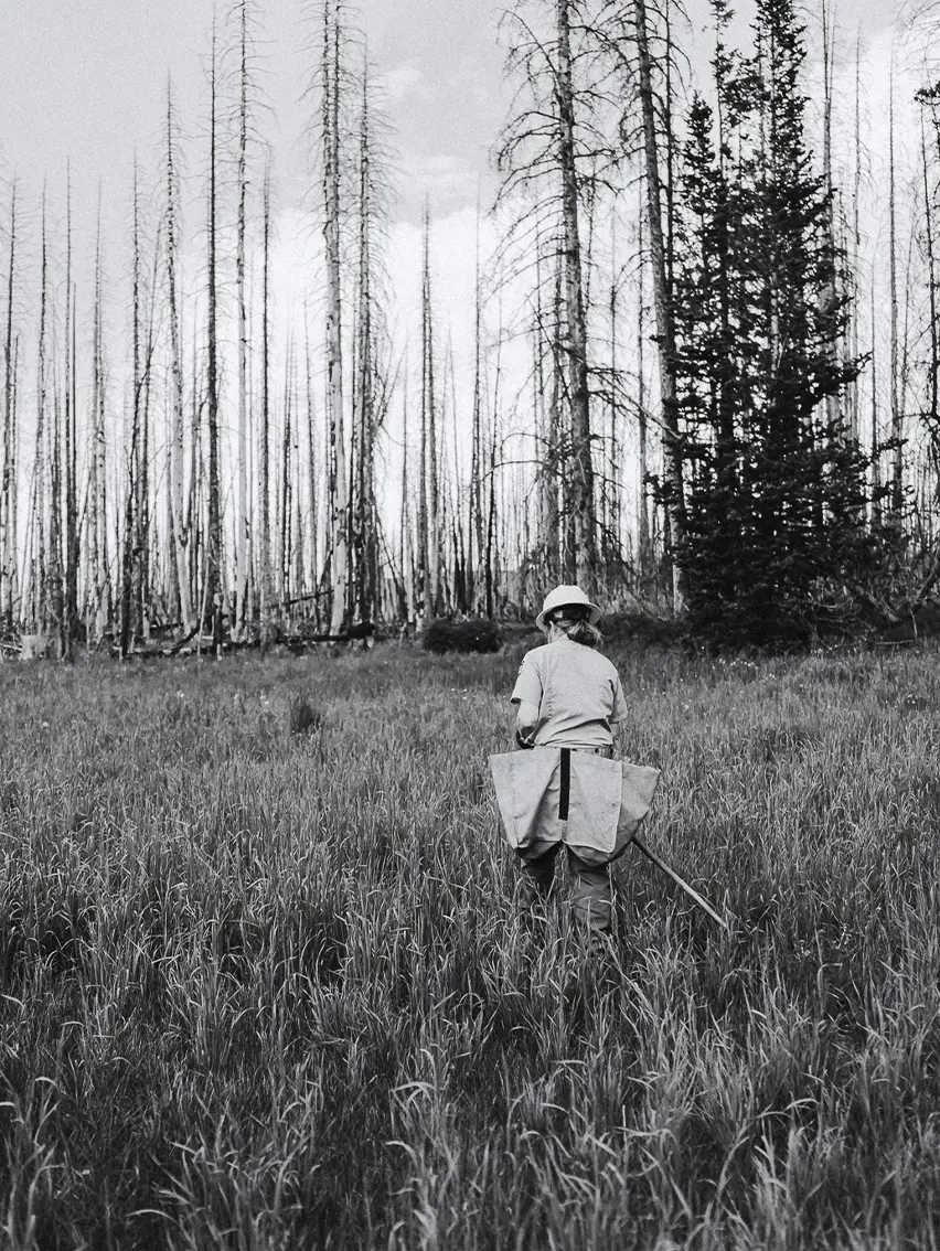 Black-and-white view of a forest worker walking among tall trees.