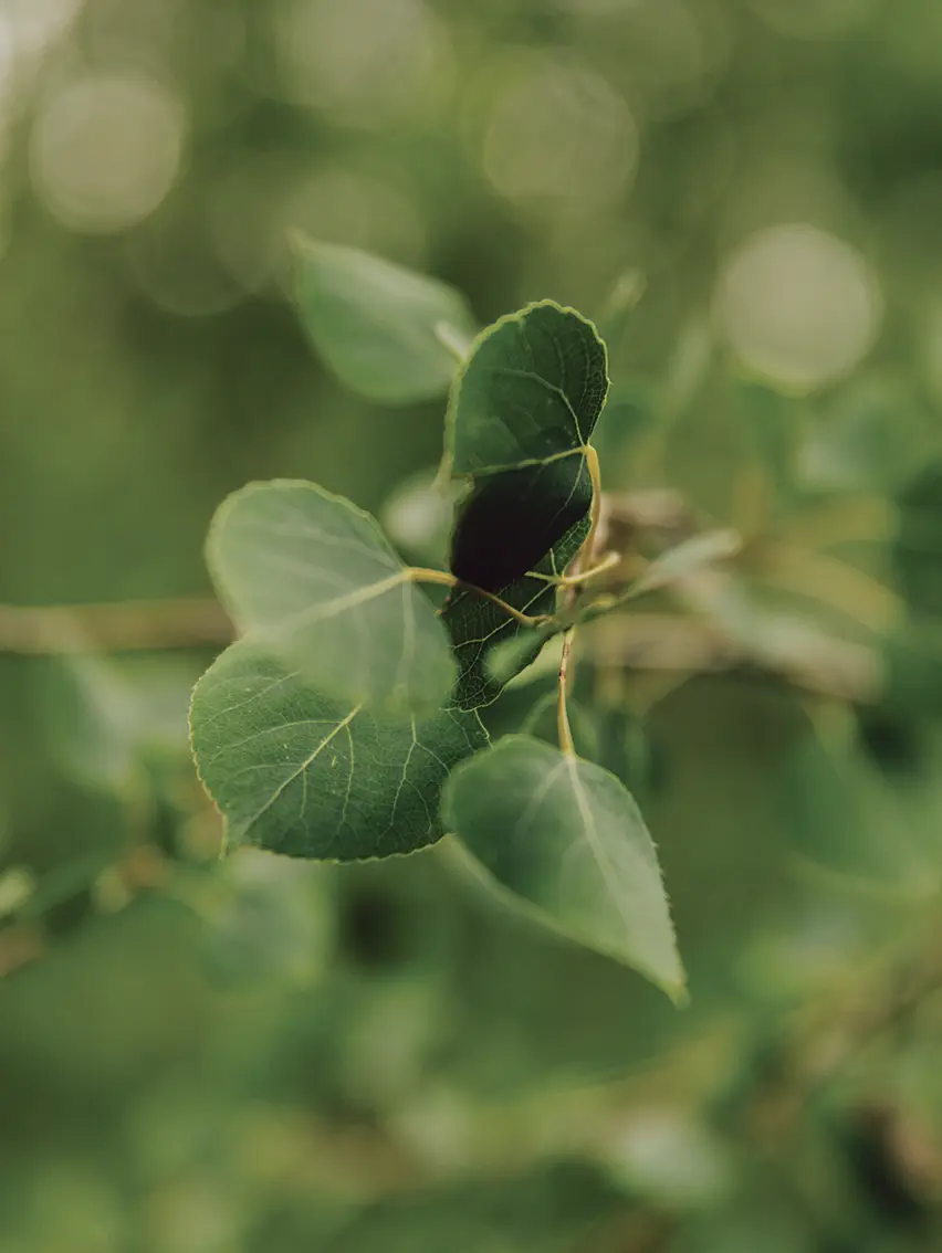 Close-up of green leaves against a softly blurred natural background.