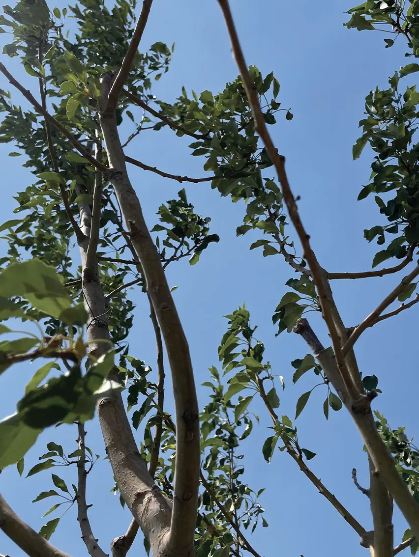Tree branches and green leaves viewed against a clear blue sky.