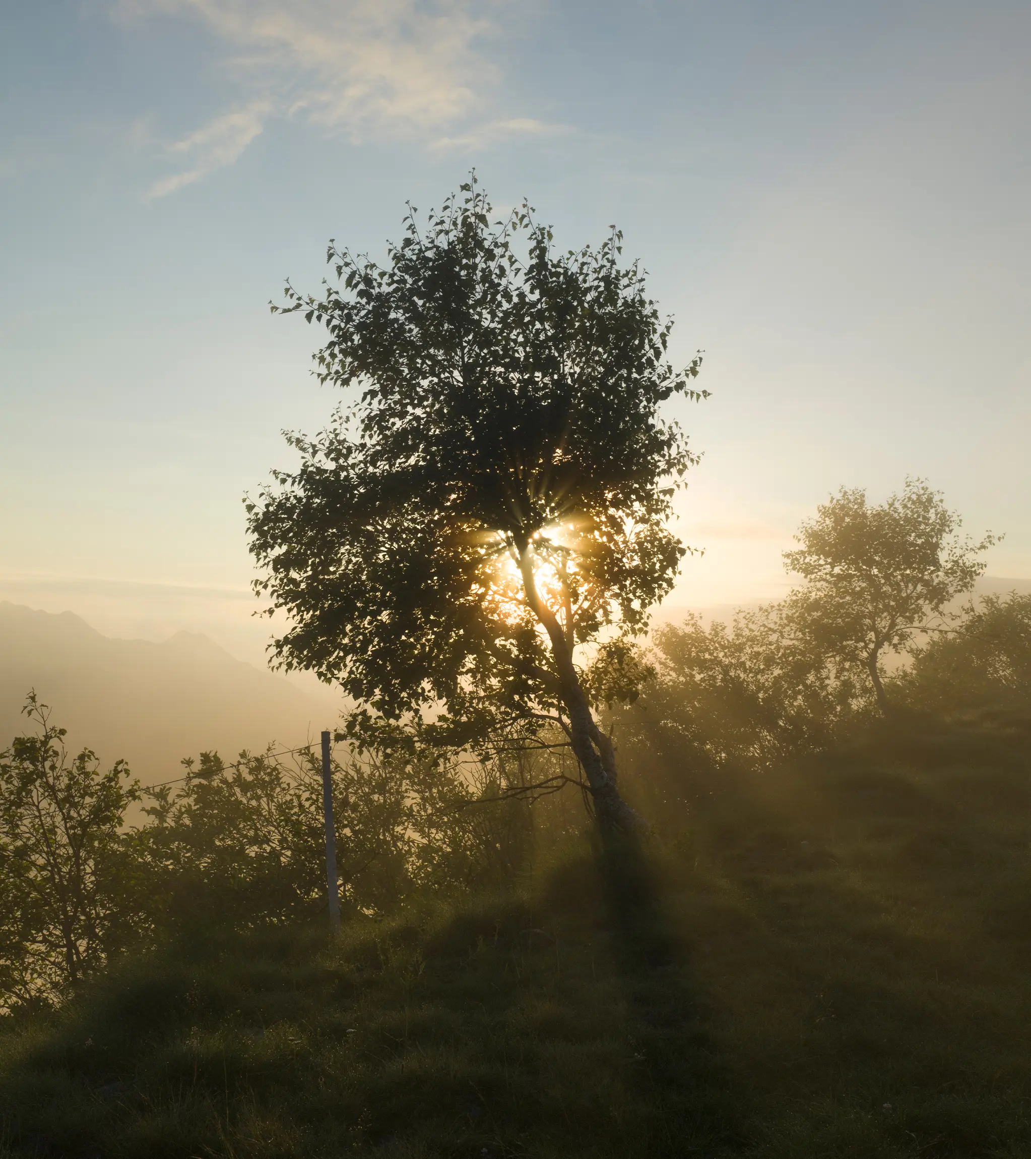 Sunrise through a tree in Oasi Zegna, with mountain landscape in the background.