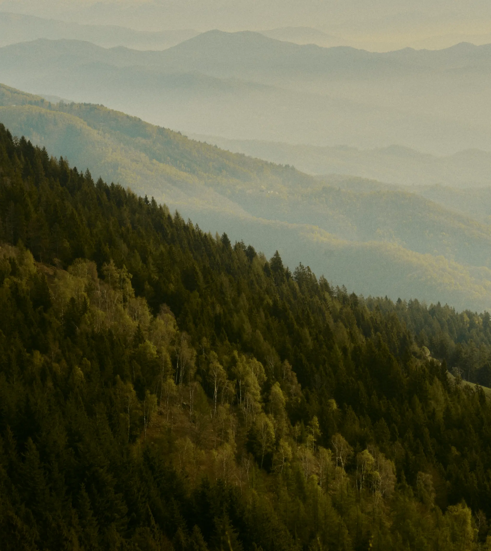 Landscape with green hills of Oasi Zegna in the Biellese Alps in Piedmont.