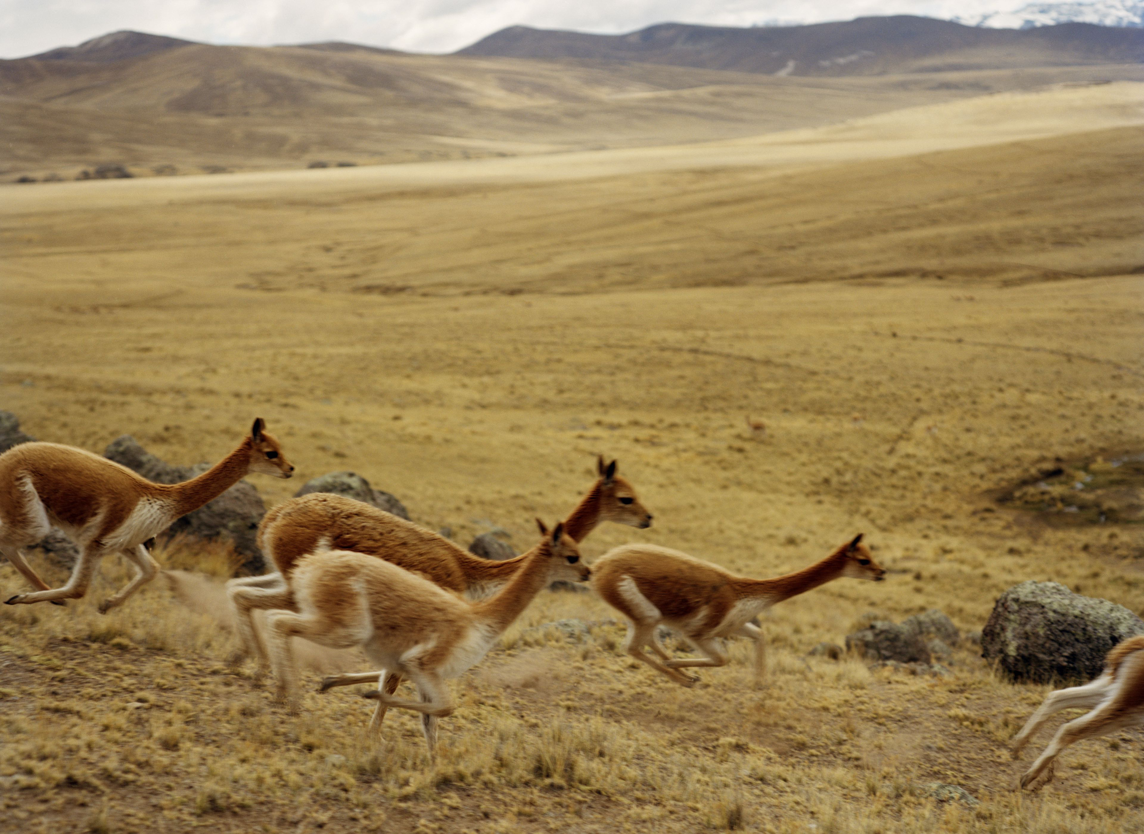 Cuatro vicuñas corriendo en un valle