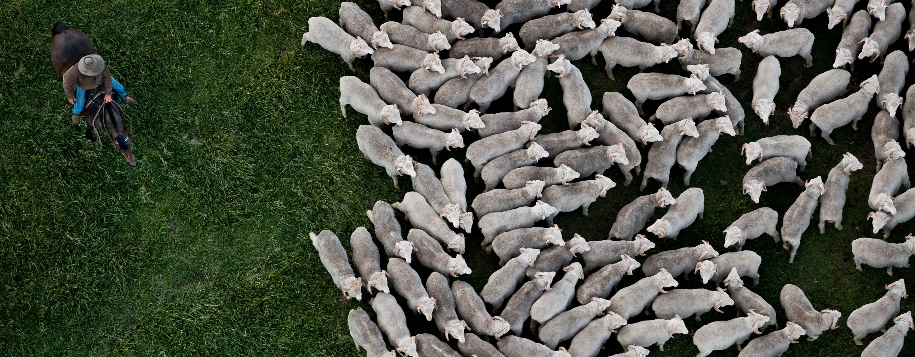 Un rebaño de ovejas en un prado verde.