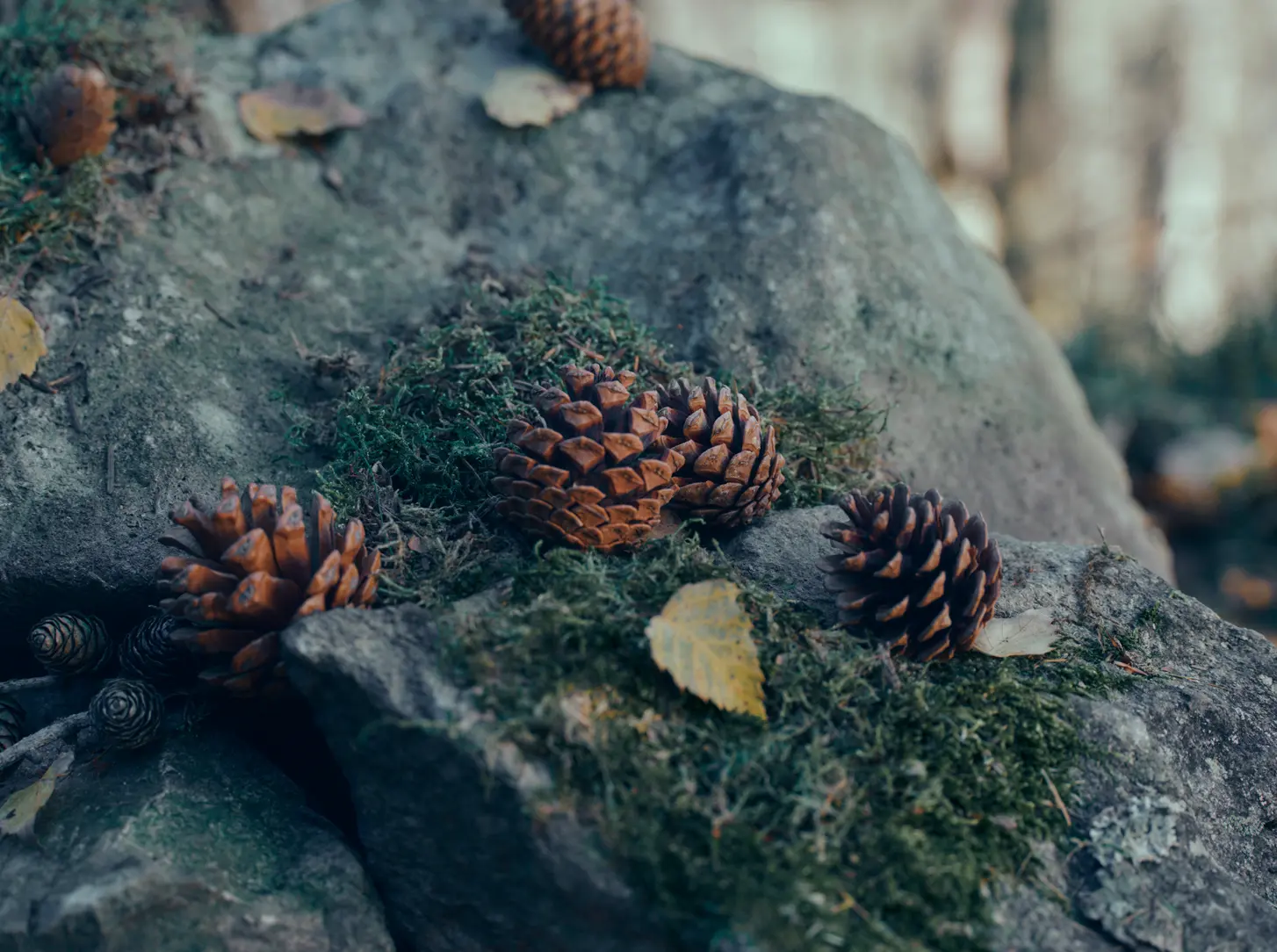 The ZEGNA Il Sottobosco fragrance in its signature design.