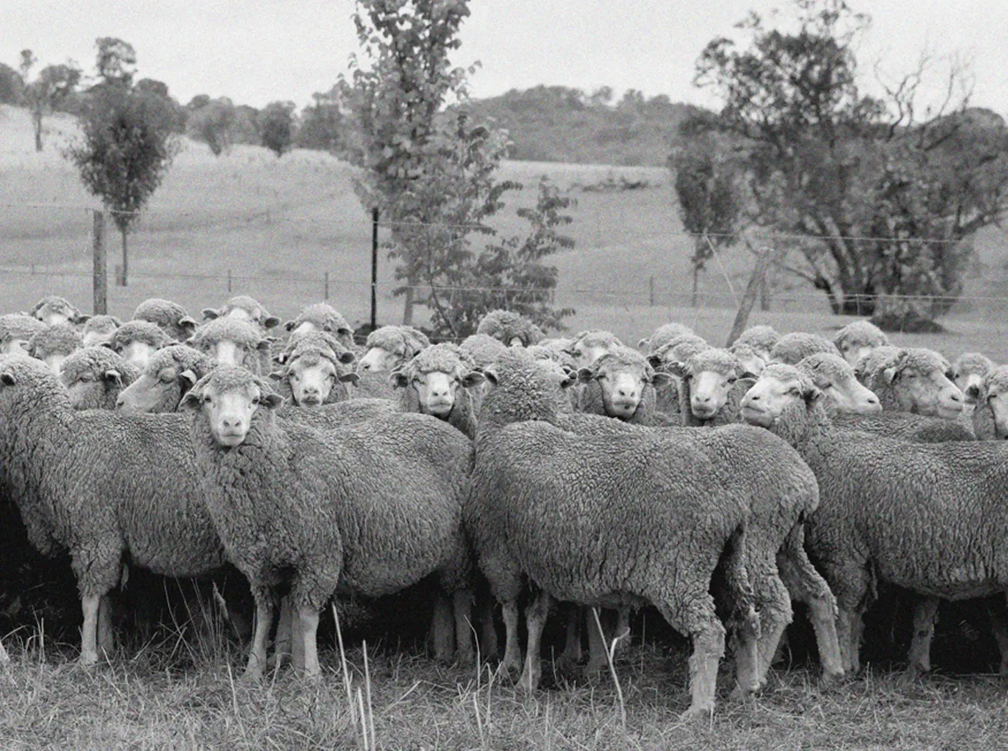 Natural landscape with sheep representing the origin of Vellus Aureum fibers.